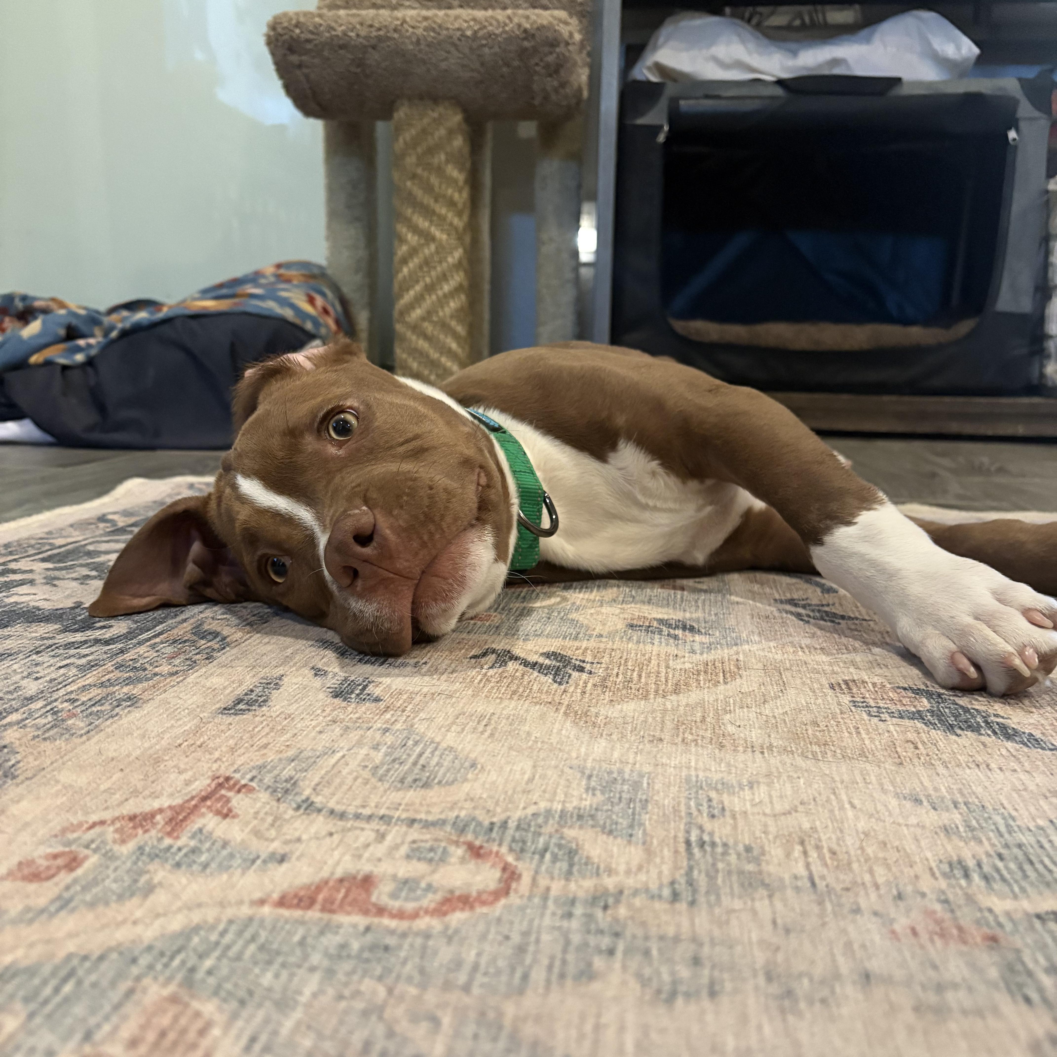 Enlarge HOAGIE , a ADOPTABLE mixed breed in Tempe, AZ image 4/5