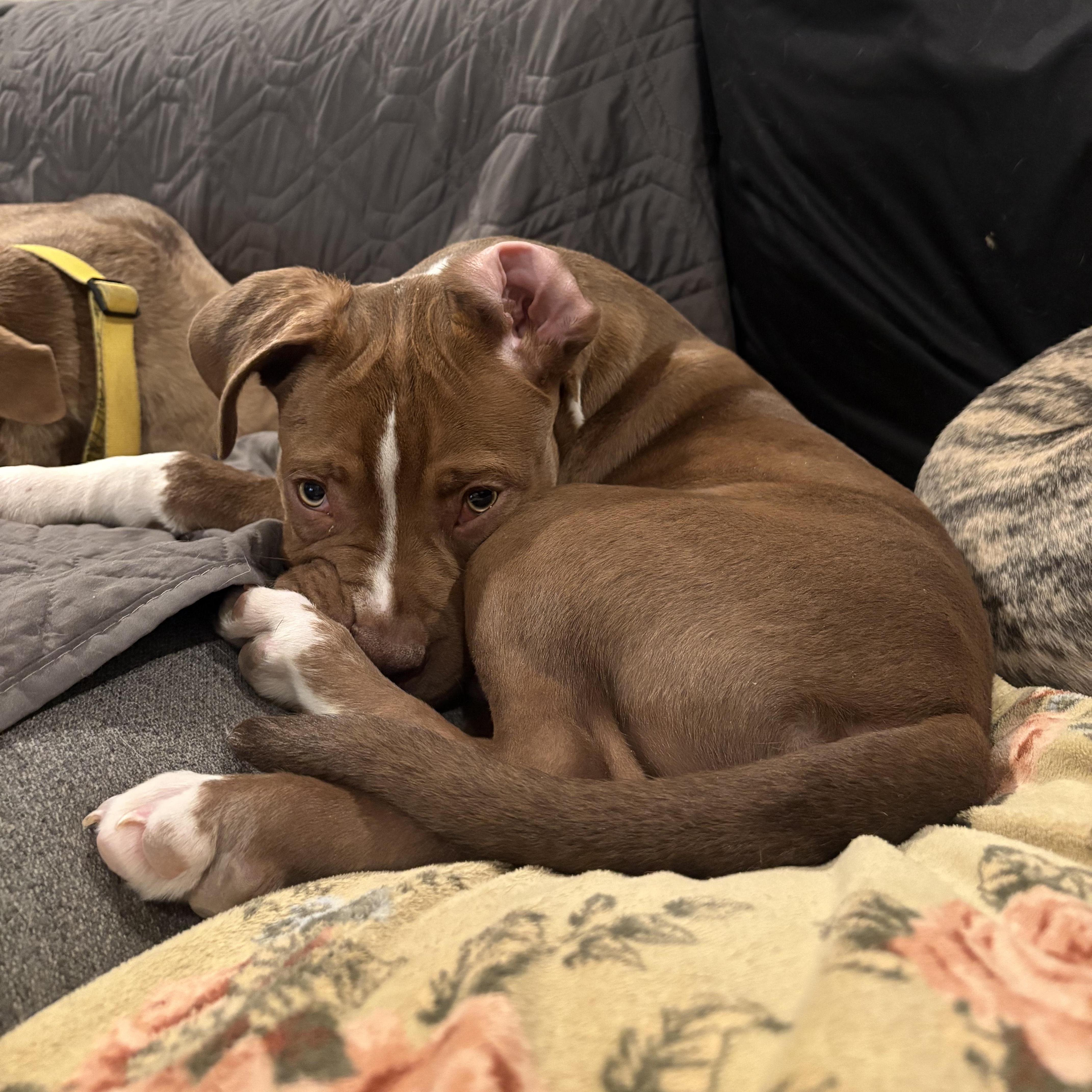 Enlarge HOAGIE , a ADOPTABLE mixed breed in Tempe, AZ image 3/5