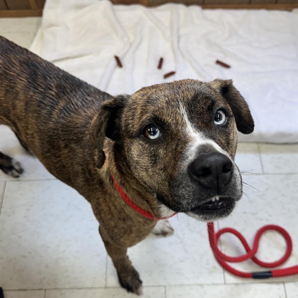 Enlarge Lemongrass, a Adoptable Mixed Breed in Columbiana, AL image 1/1