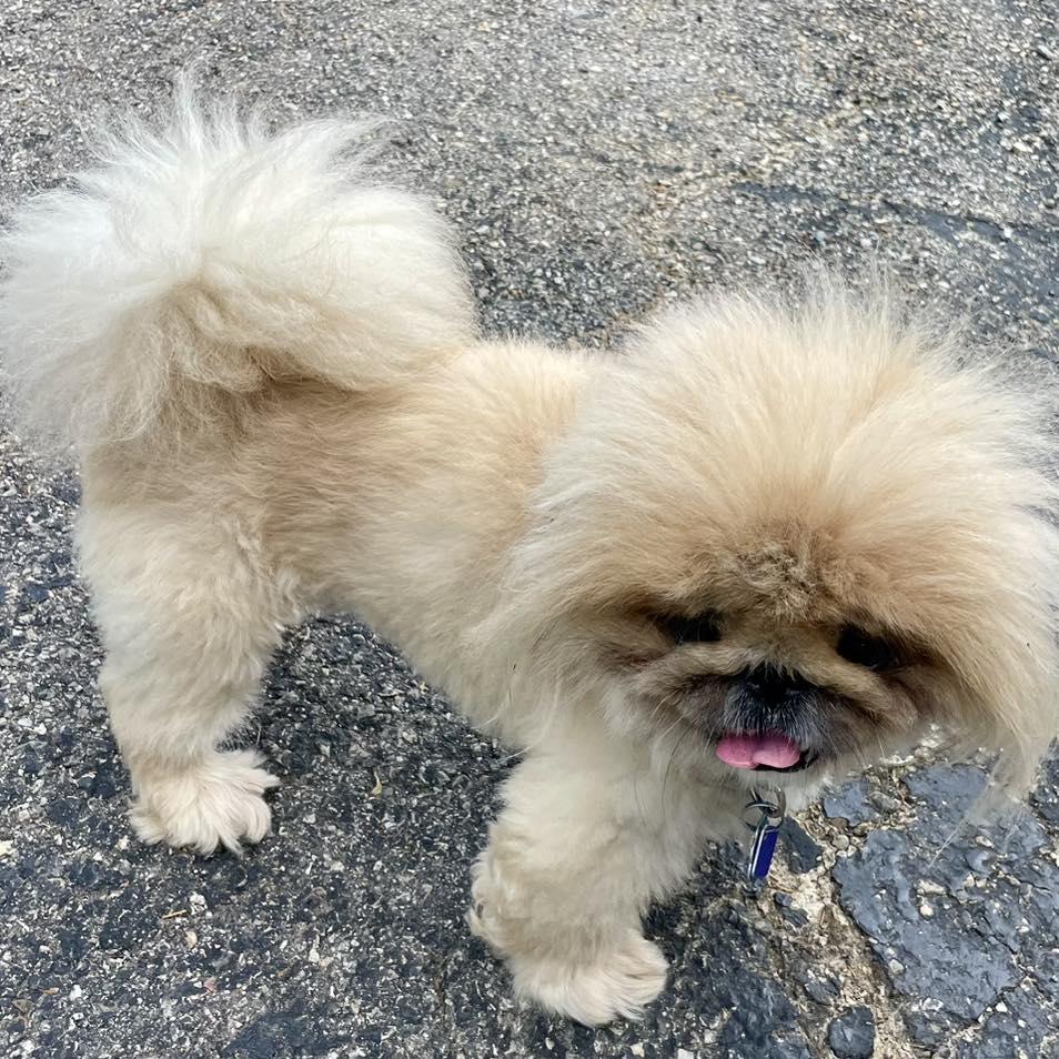 Enlarge Cubbly (rhymes with Bubbly), a Adopted Pekingese in Bull Shoals, AR image 4/5