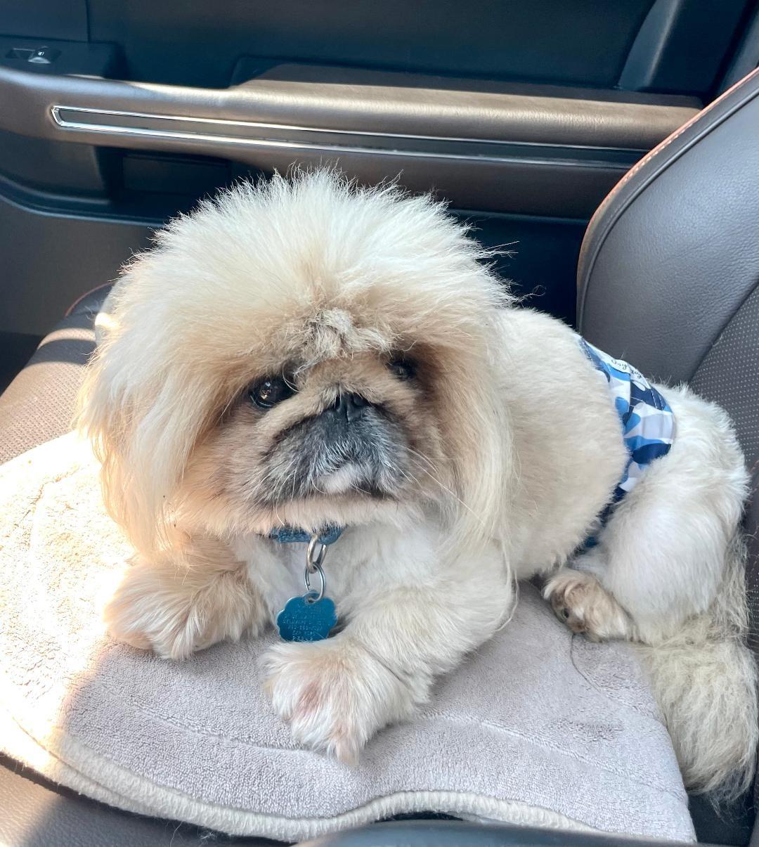 Enlarge Cubbly (rhymes with Bubbly), a Adopted Pekingese in Bull Shoals, AR image 2/5
