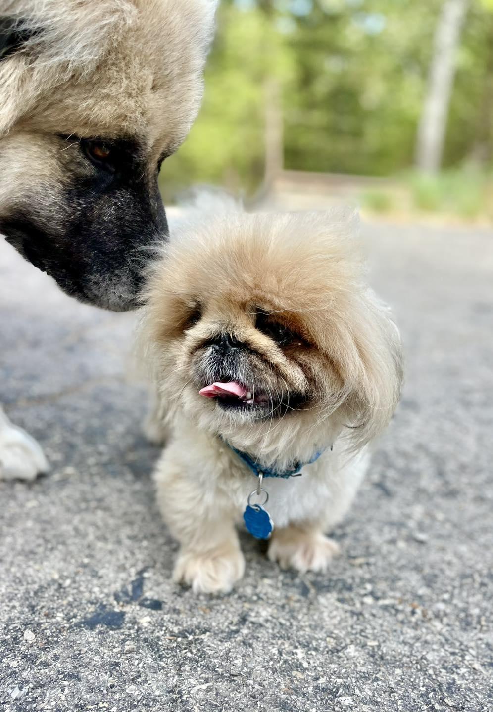 Enlarge Cubbly (rhymes with Bubbly), a Adopted Pekingese in Bull Shoals, AR image 3/5