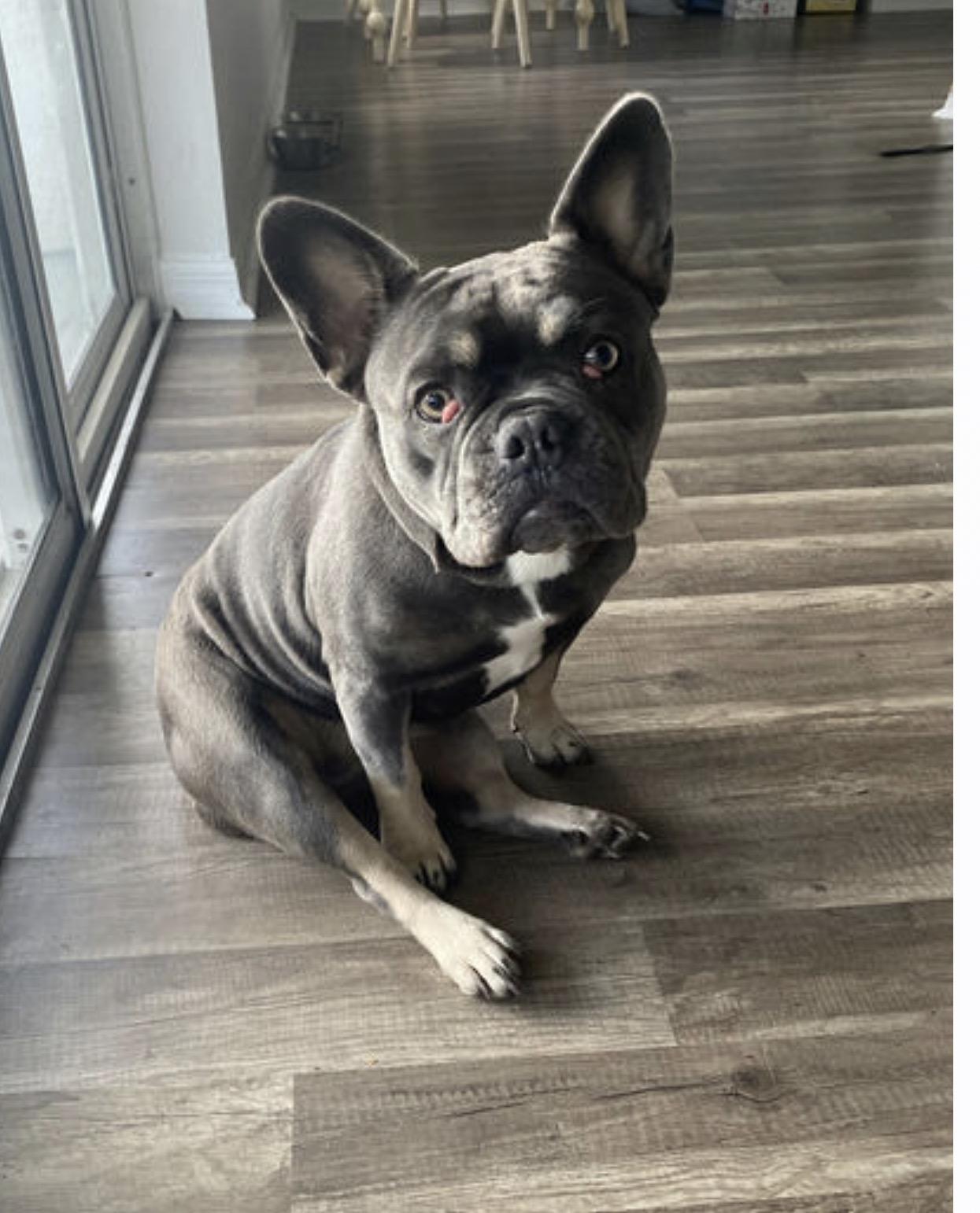 Lucille, Adoptable, Young Female French Bulldog.