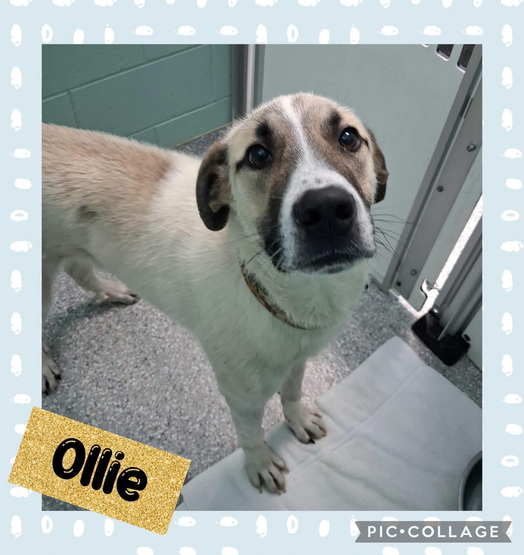 Enlarge Ollie, a Adoptable mixed breed in Iron River, MI image 1/2