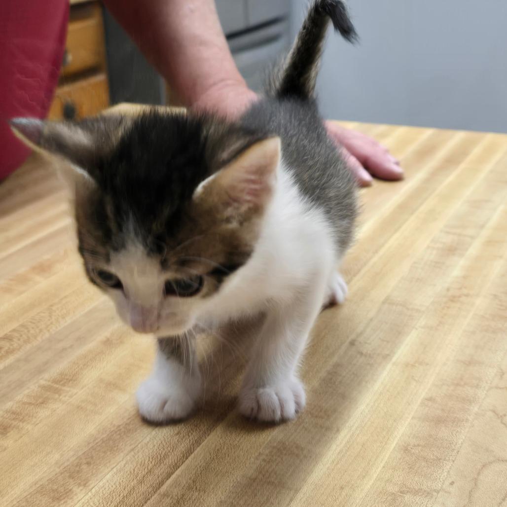 Enlarge Wings, a Adoptable Domestic Short Hair in Klamath Falls, OR image 1/1