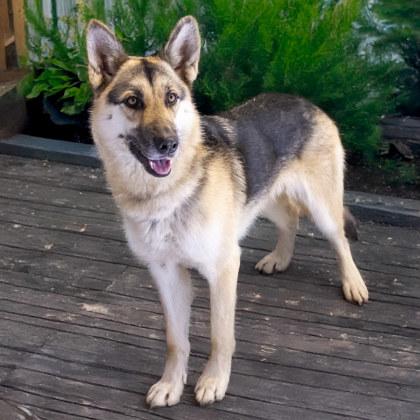Louise, a Adoptable mixed breed in Camano Island, WA image 1/2