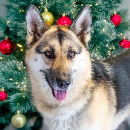 Louise, a Adoptable mixed breed in Camano Island, WA image 2/2