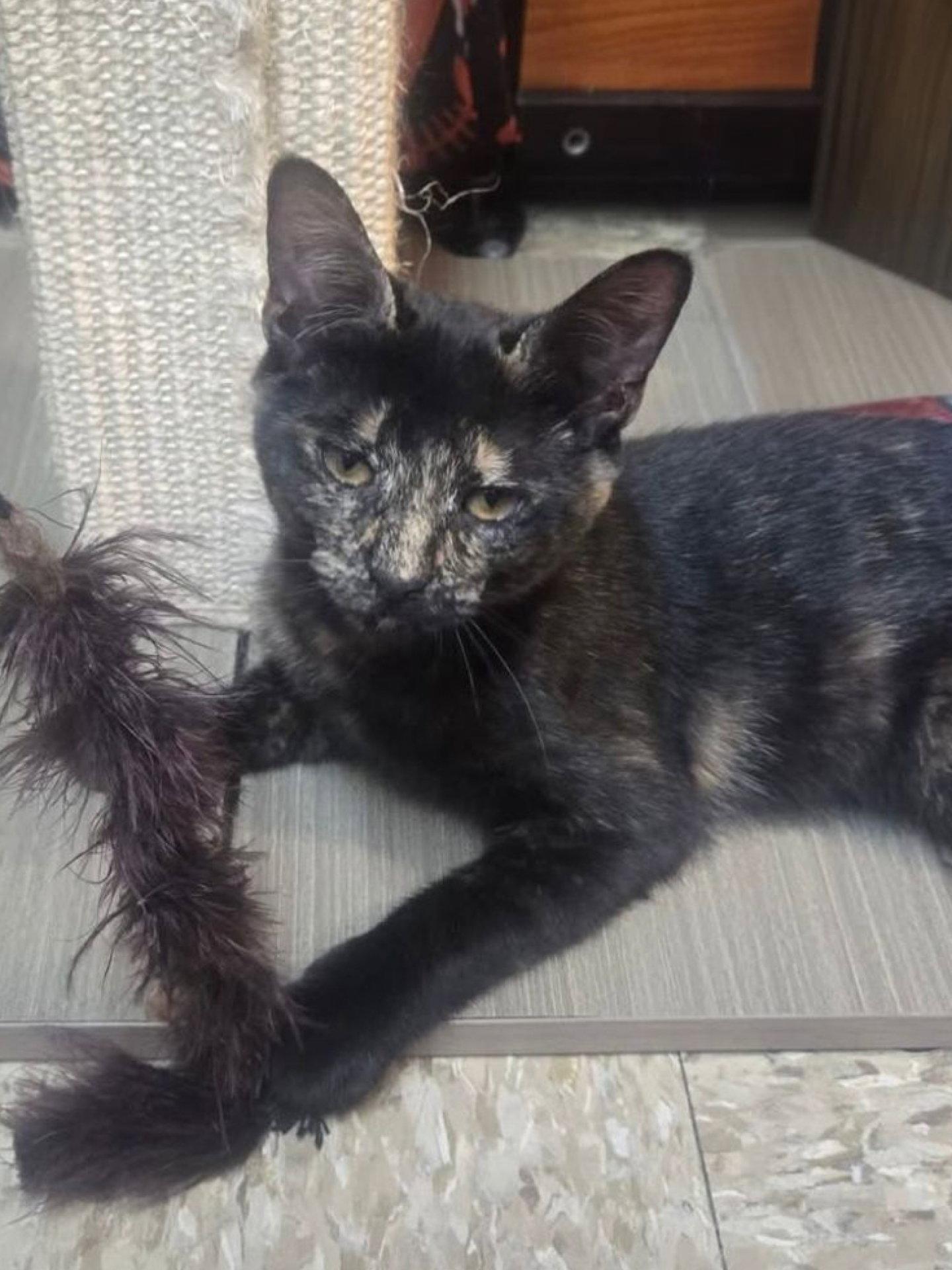 Riley, Adoptable, Young Female Domestic Short Hair.