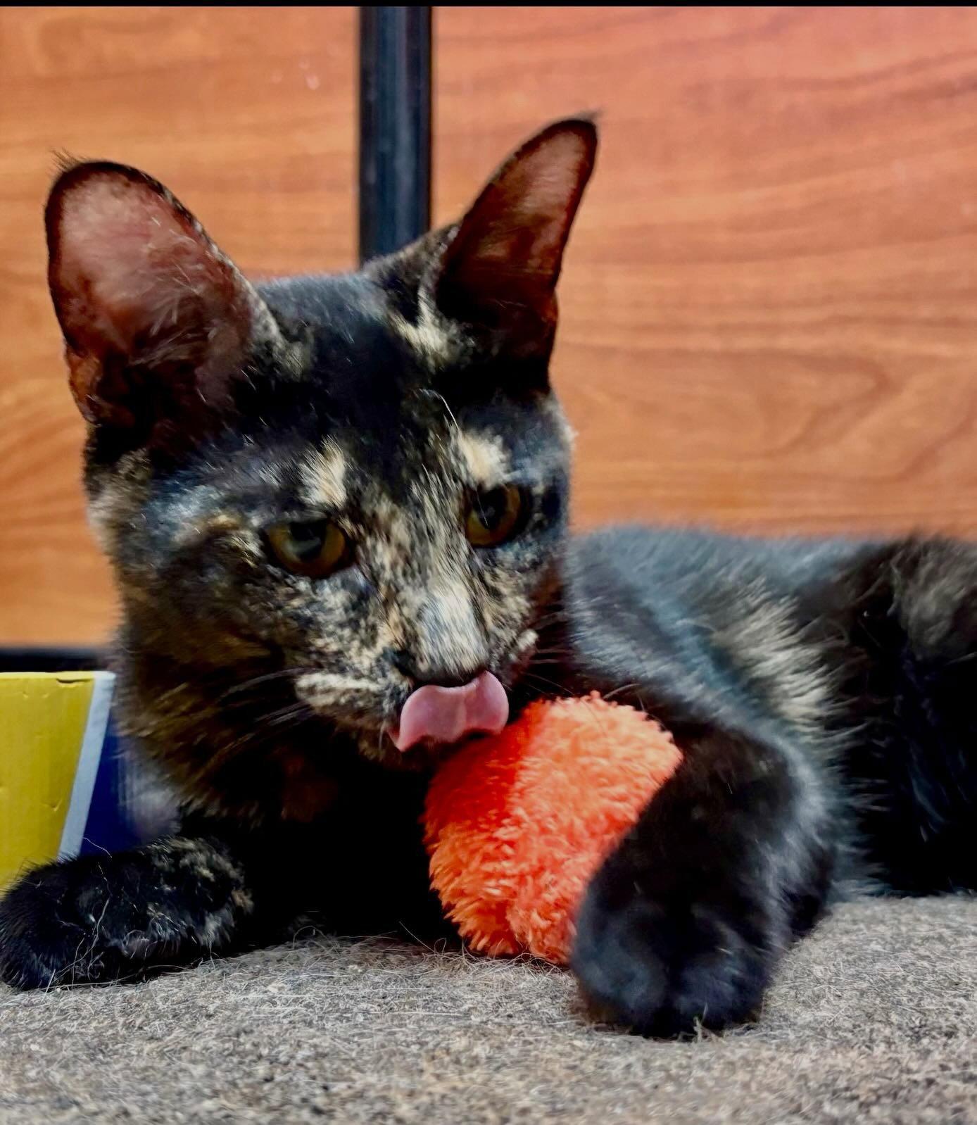 Riley, Adopted, Young Female Domestic Short Hair.