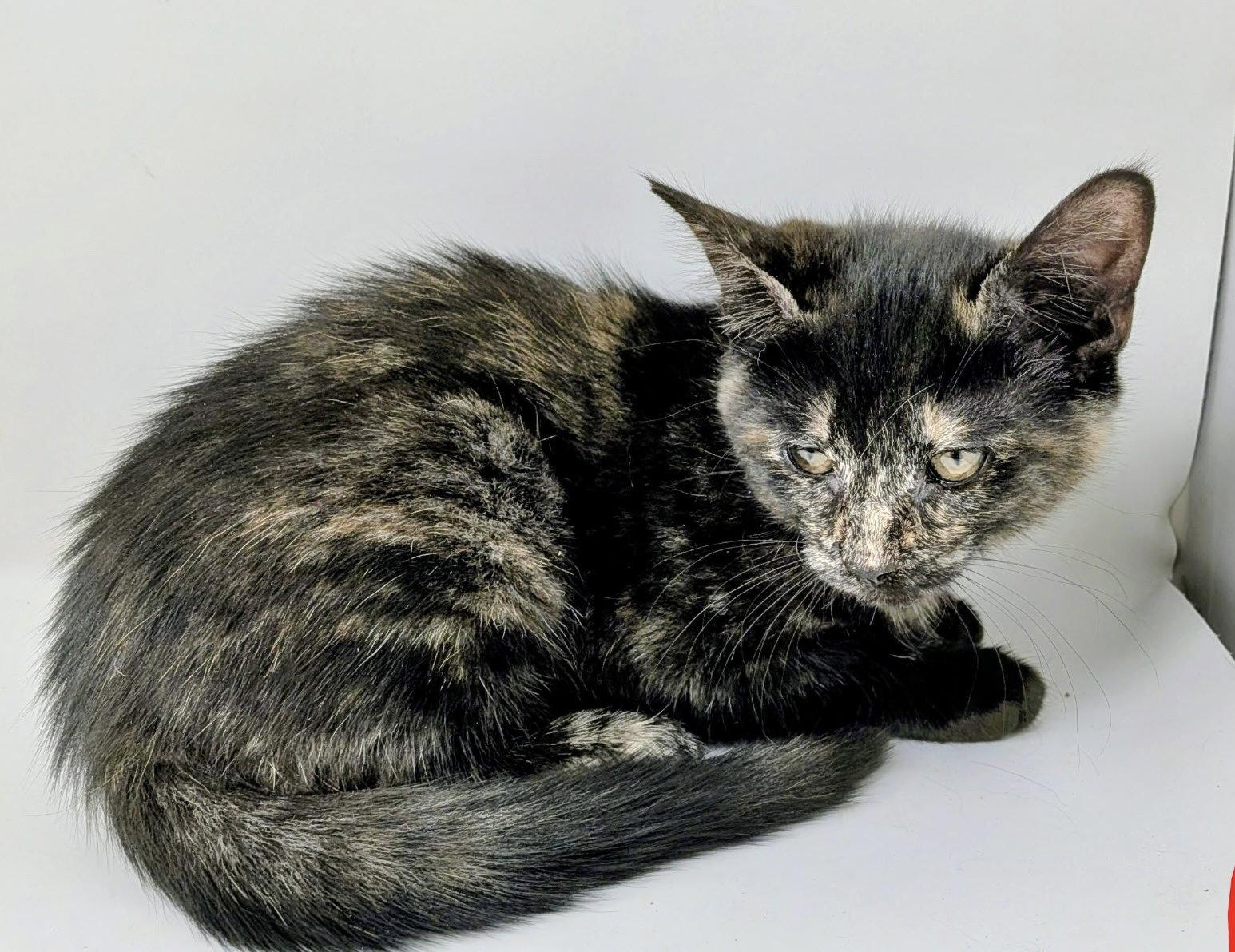 Riley, a Adoptable Domestic Short Hair in Fishkill, NY image 2/3