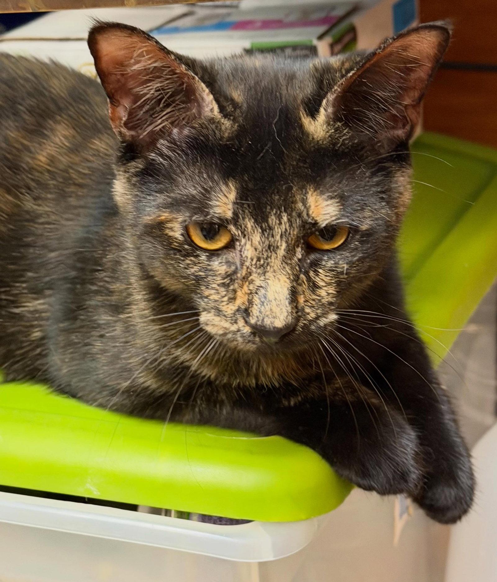 Enlarge Riley, a Adopted Domestic Short Hair in Fishkill, NY image 3/3