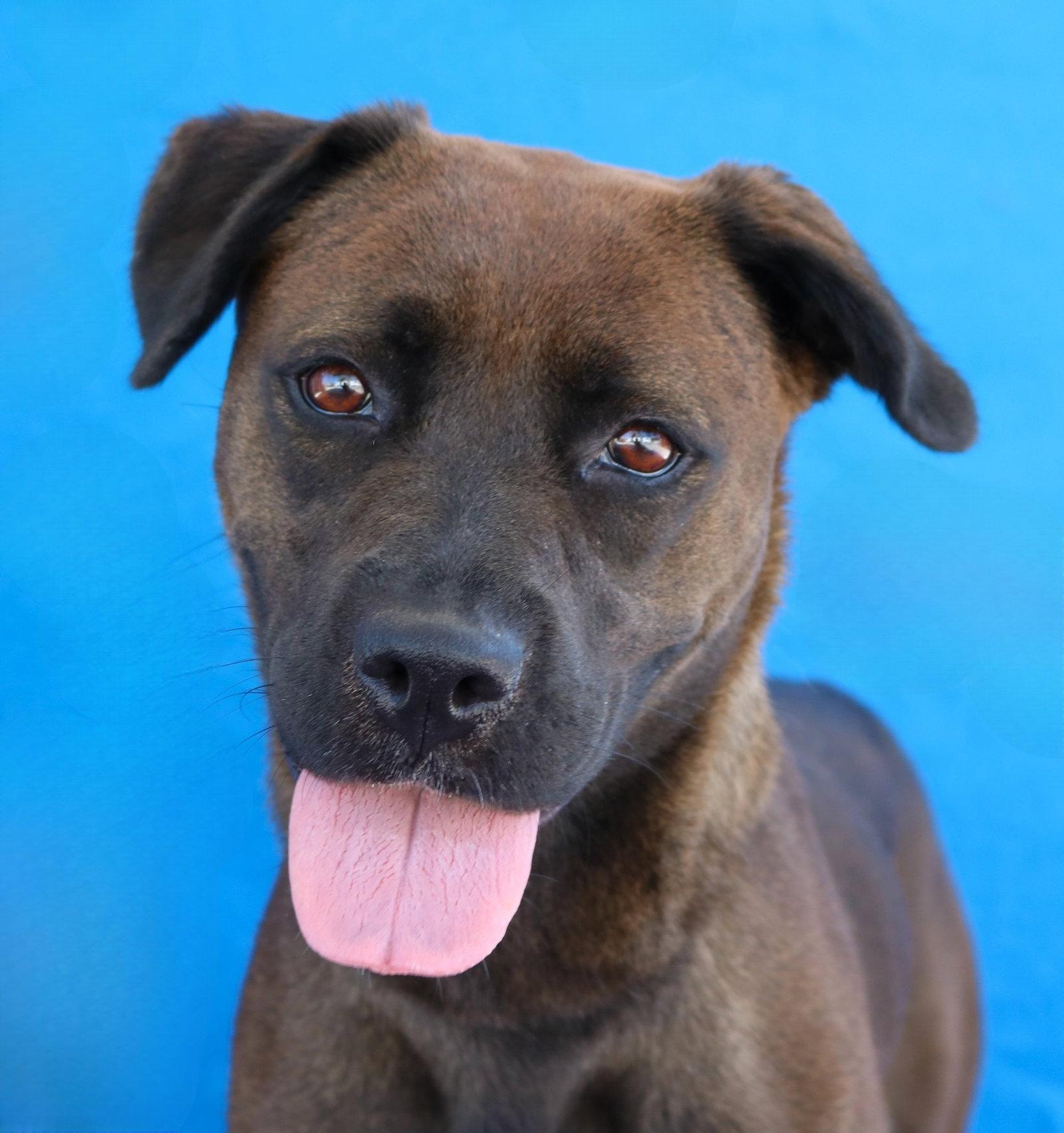 SHADOW, Adoptable, Young Female Labrador Retriever.