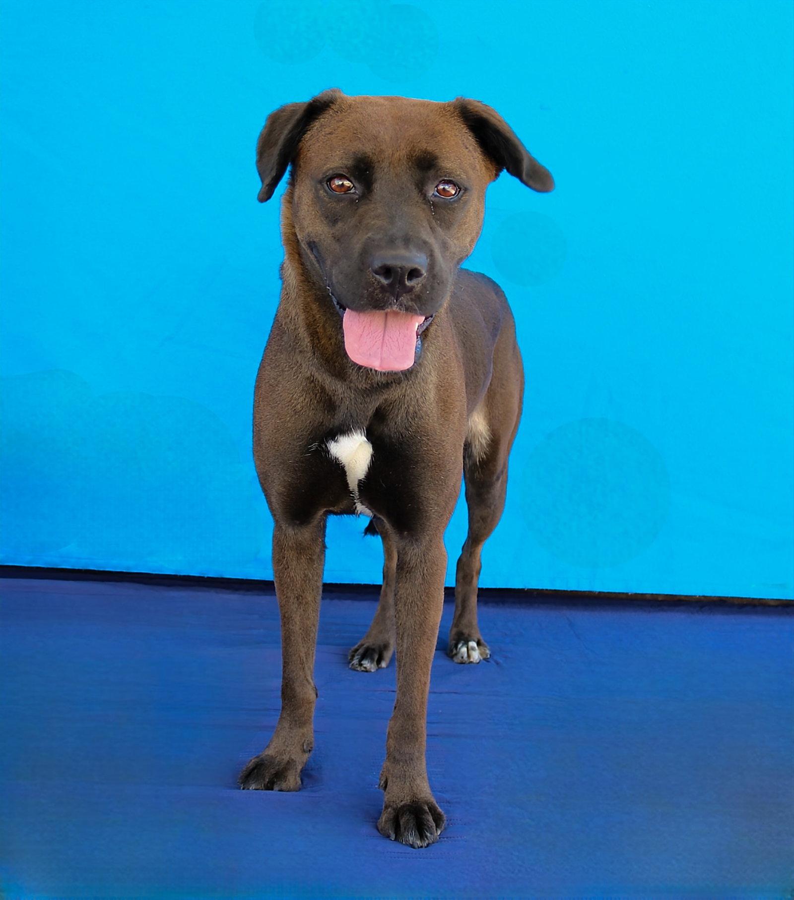 Enlarge SHADOW, a Adoptable Labrador Retriever in Pasadena, CA image 2/2