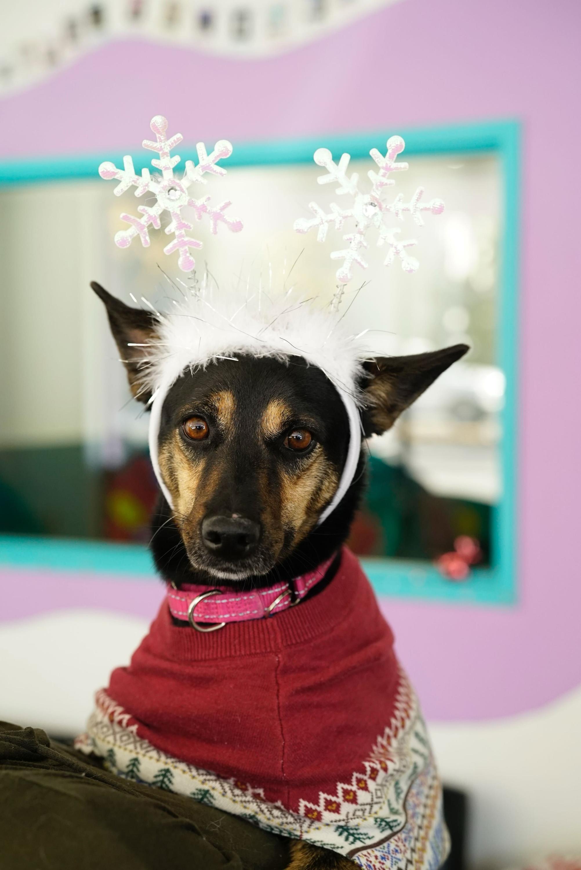 Paloma, ADOPTABLE, Adult Female German Shepherd Dog.