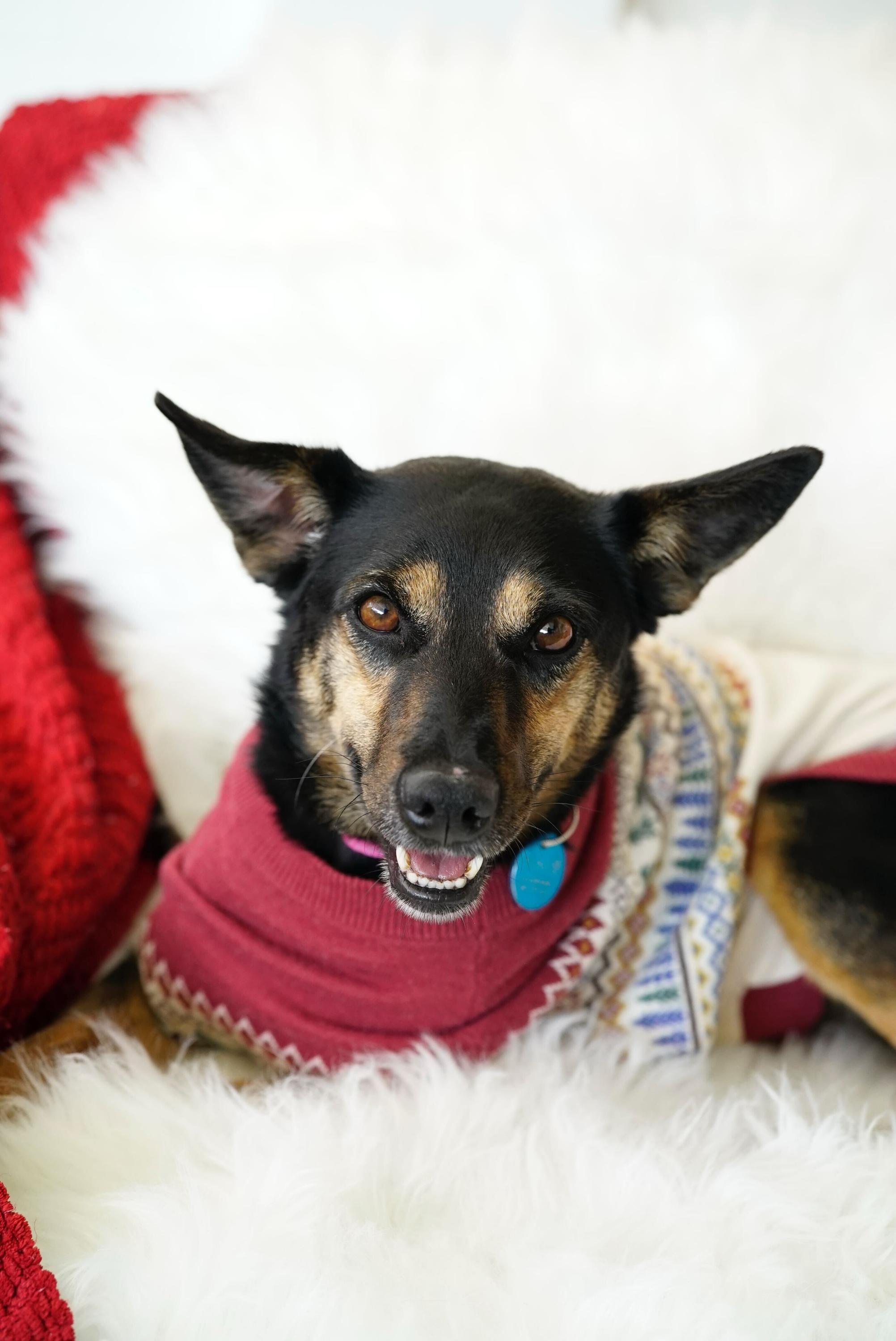 Enlarge Paloma, a ADOPTABLE mixed breed in Pasadena, CA image 3/6