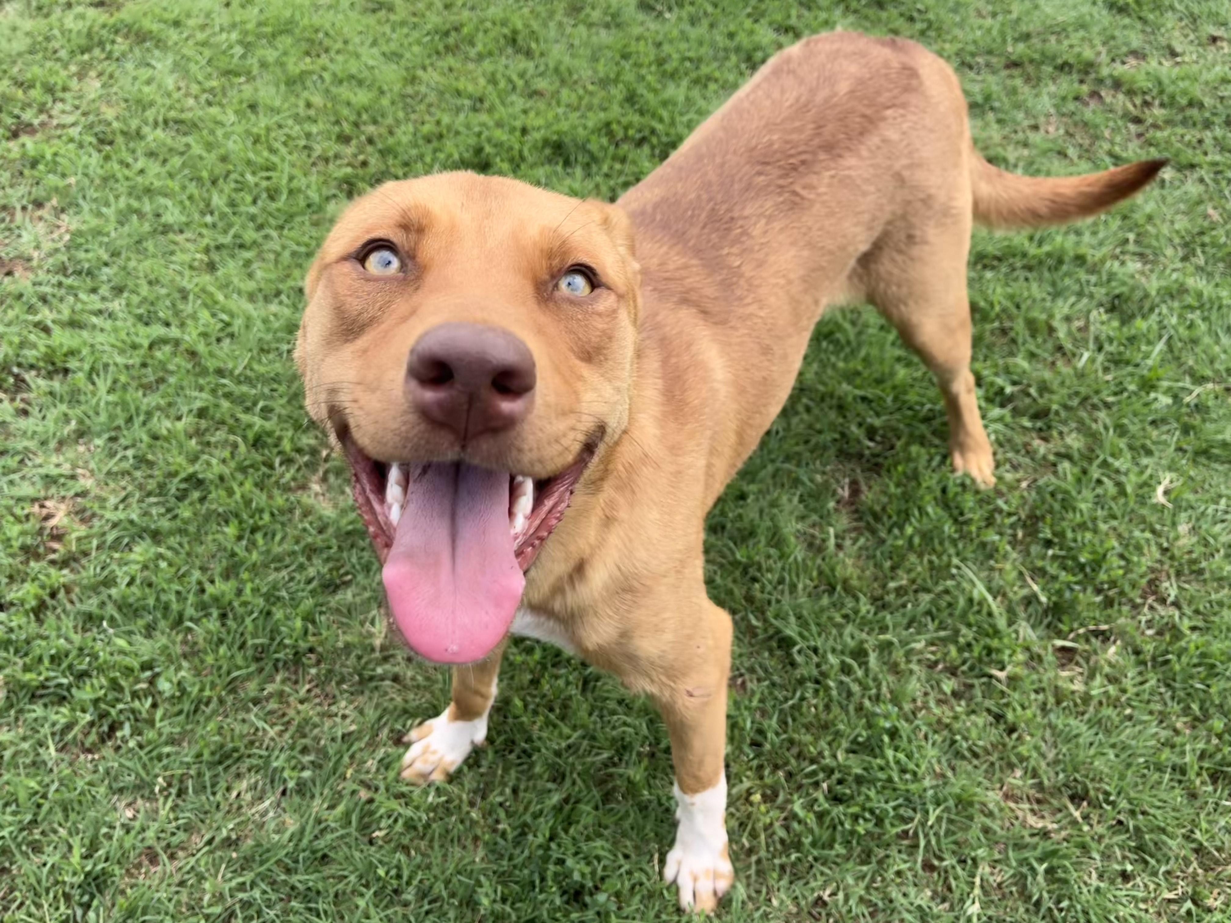 Pinky, Adult Female Mixed Breed