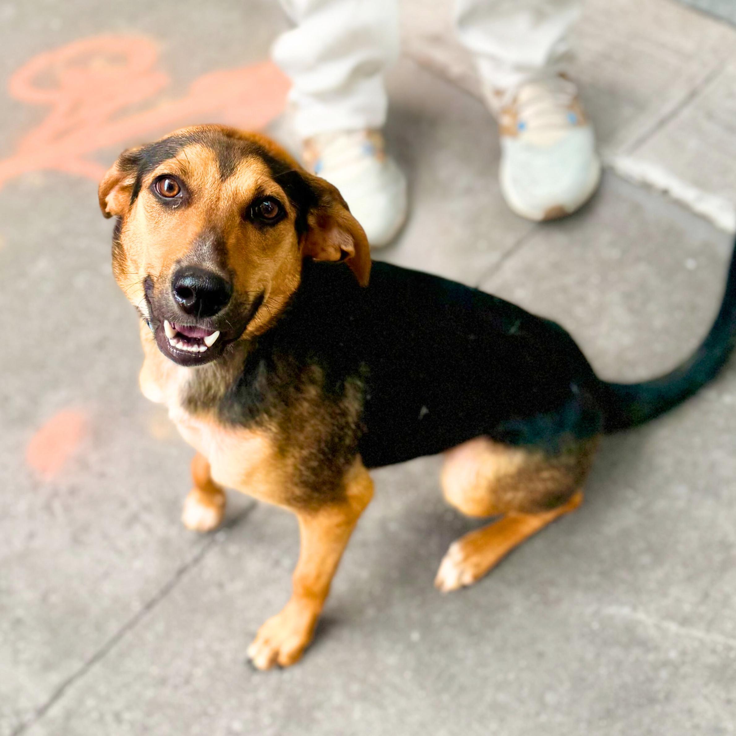 Nepo Baby Beagle Dog