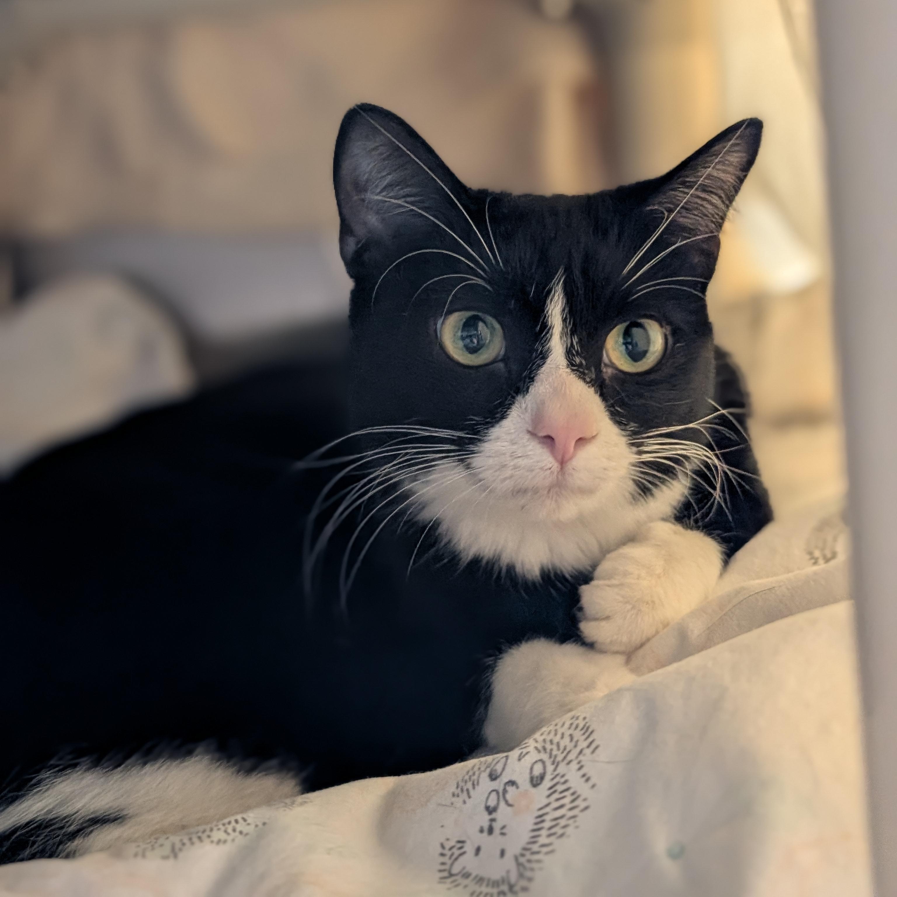 Enlarge Indigo, an adopted Domestic Short Hair in Jefferson, WI image 3/3