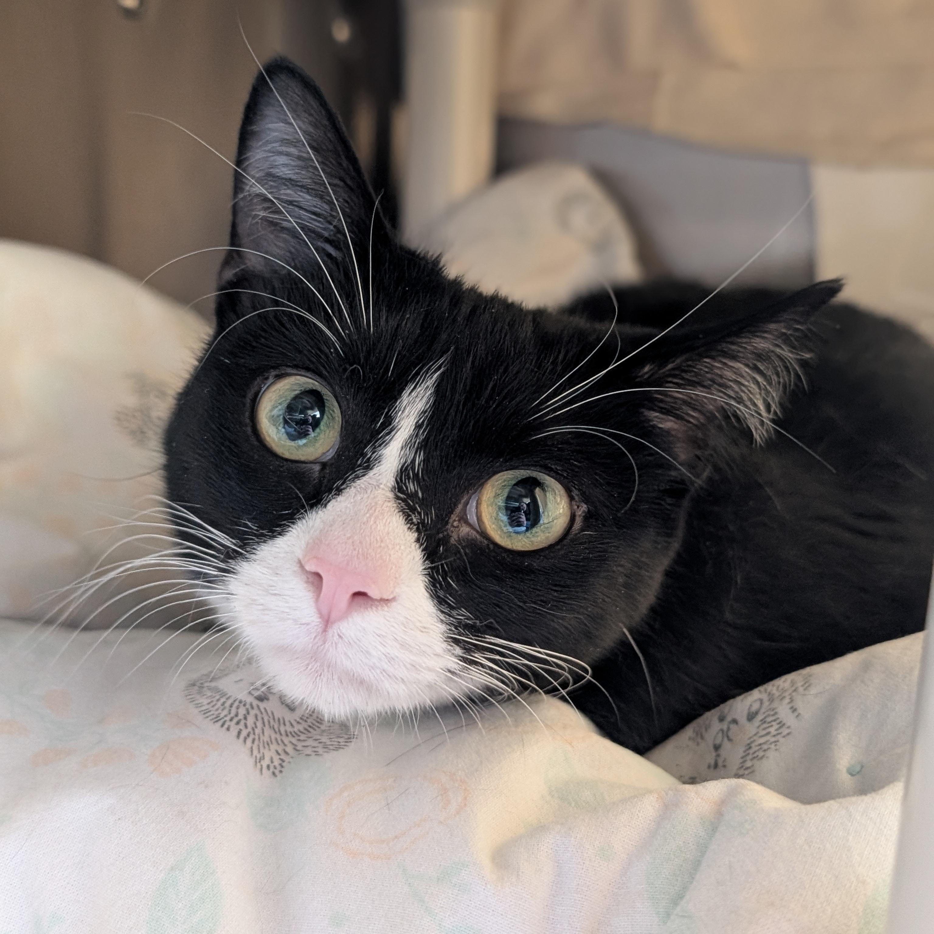 Enlarge Indigo, an adopted Domestic Short Hair in Jefferson, WI image 2/3