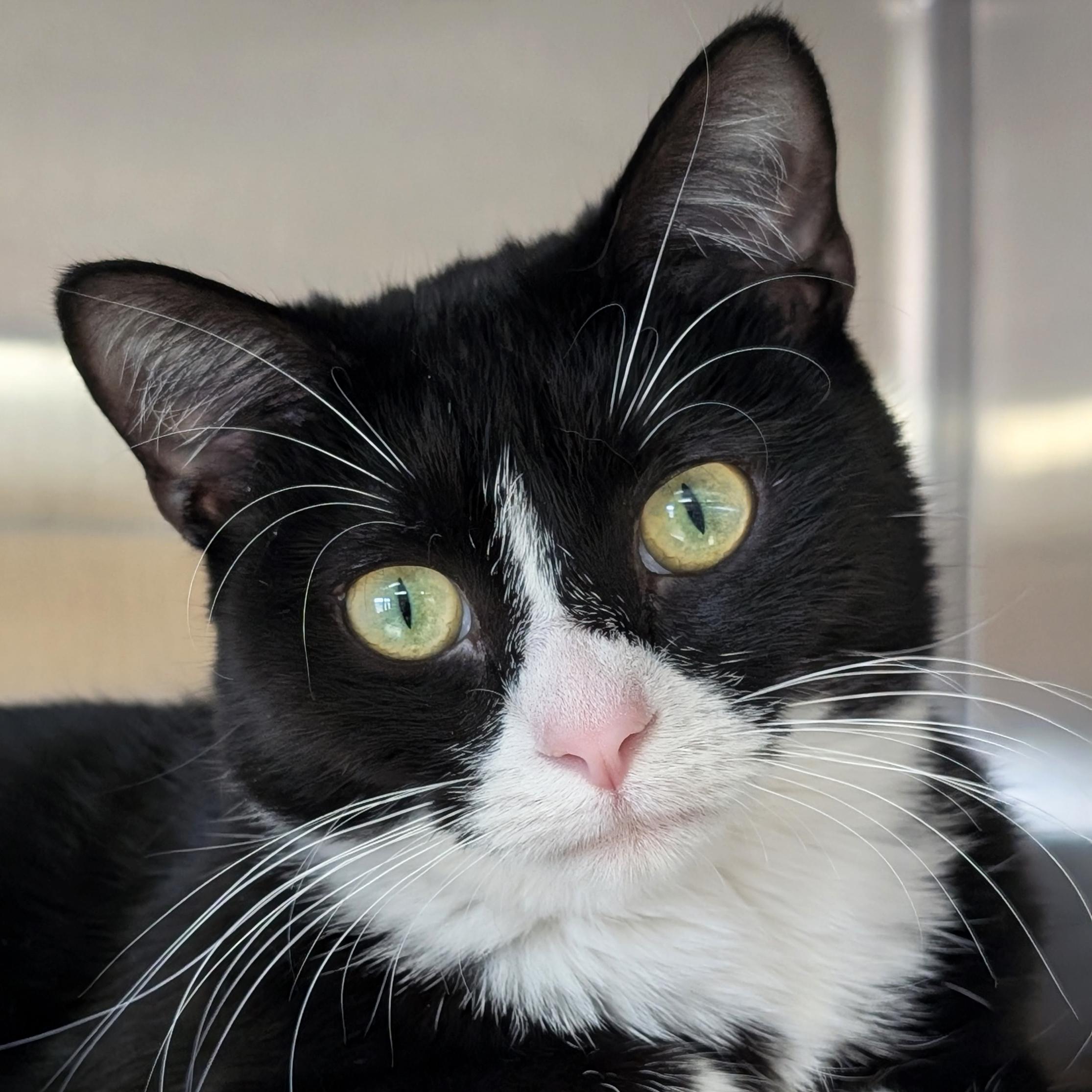 Enlarge Indigo, an adopted Domestic Short Hair in Jefferson, WI image 1/3