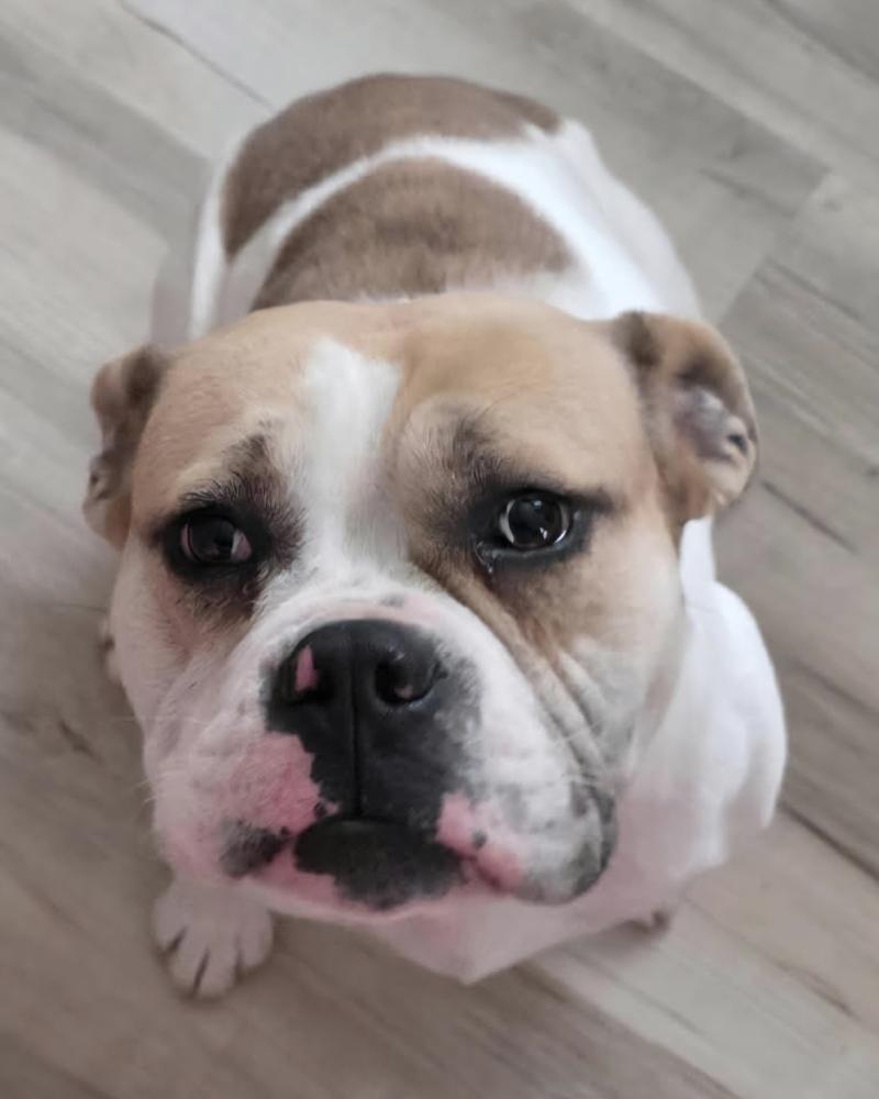 Chevy, a Adoptable mixed breed in Oakland, MI image 2/3