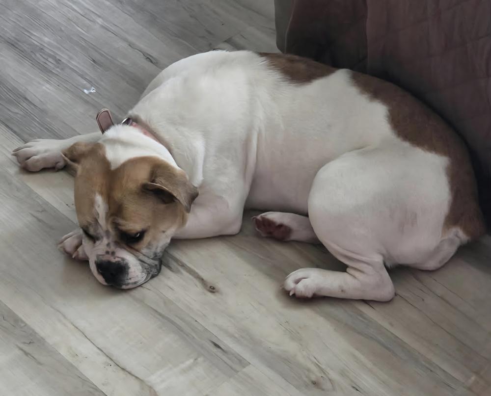 Chevy, a Adoptable mixed breed in Oakland, MI image 3/3