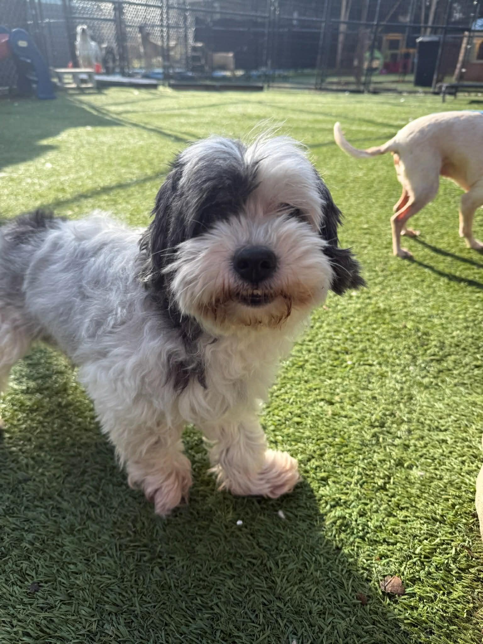 Polo, adopted, Senior Male Shih Tzu.