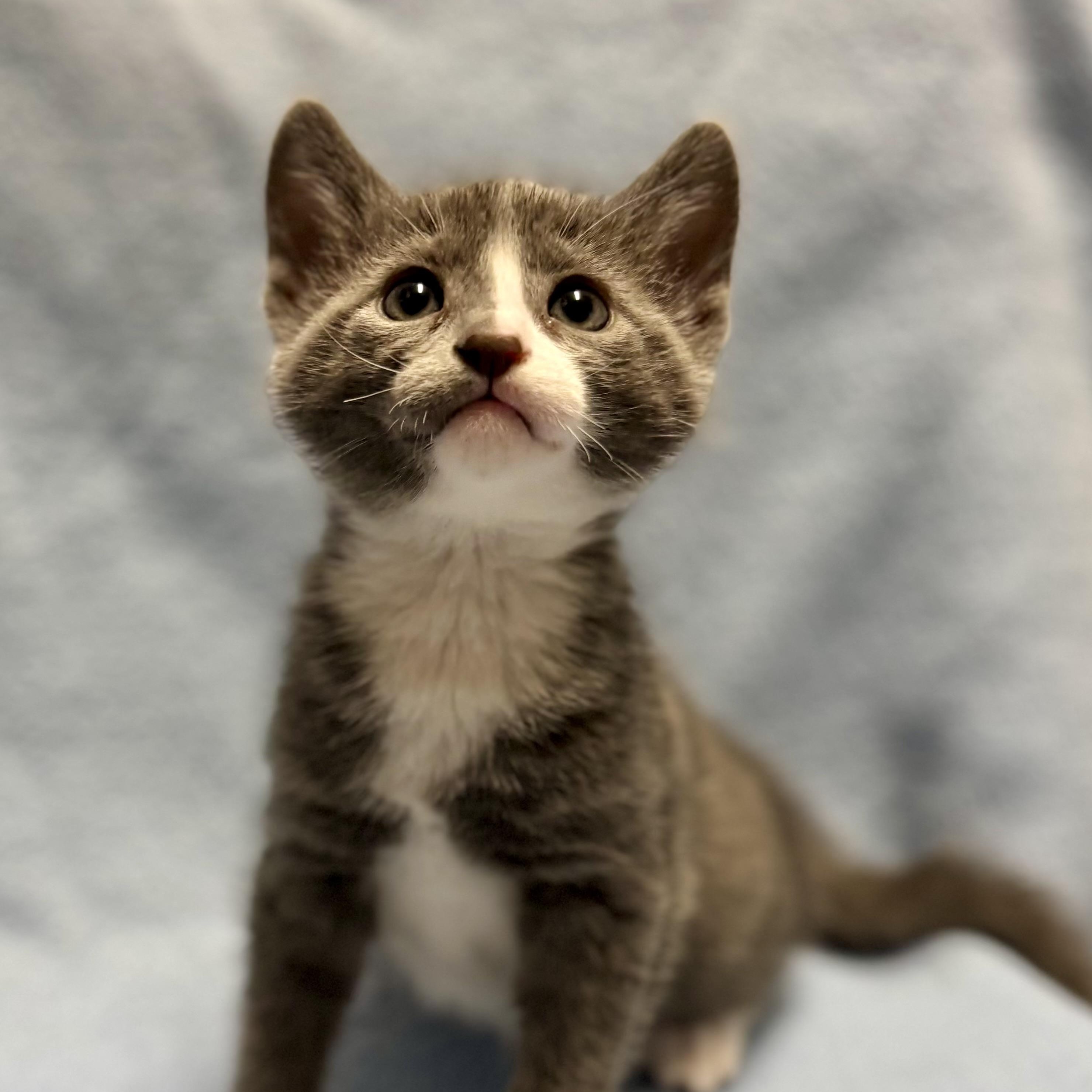 Peony, adopted, Kitten Female Russian Blue.