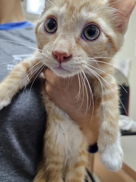 Tommen, Adoptable, Kitten Male Domestic Short Hair.