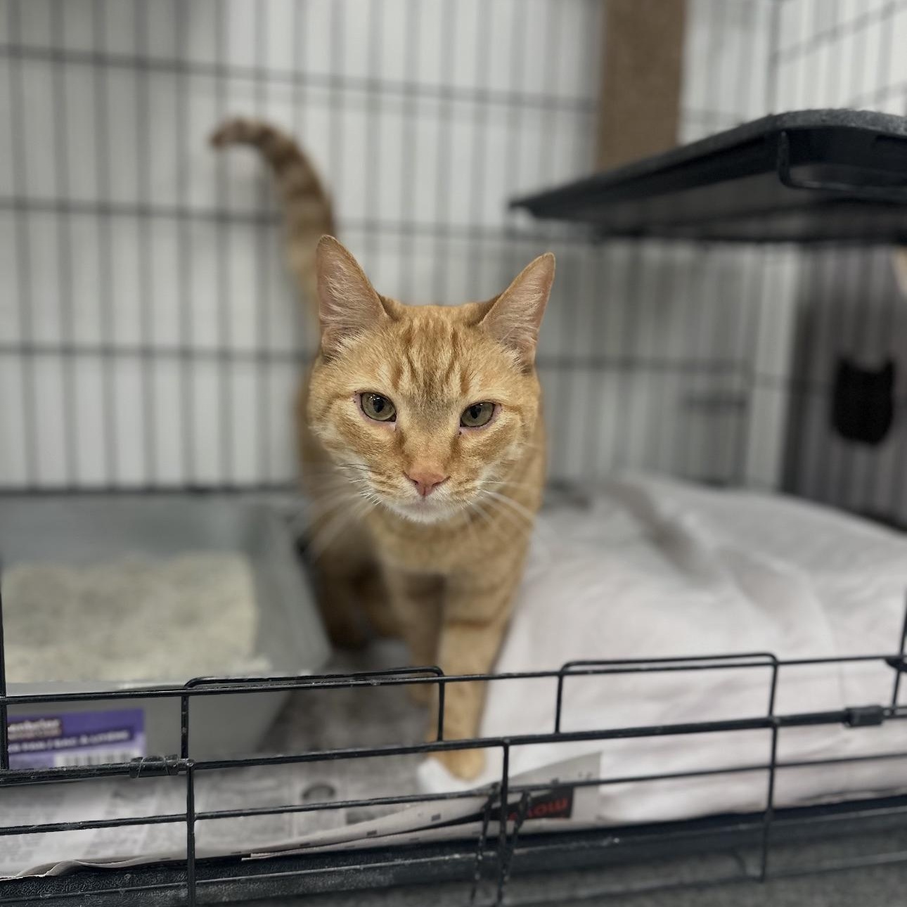 Orange, adopted, Adult Male Domestic Short Hair.