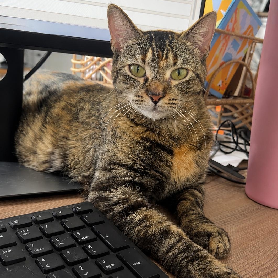 Nutmeg, a ADOPTABLE Domestic Short Hair in Farmington, MN image 1/3