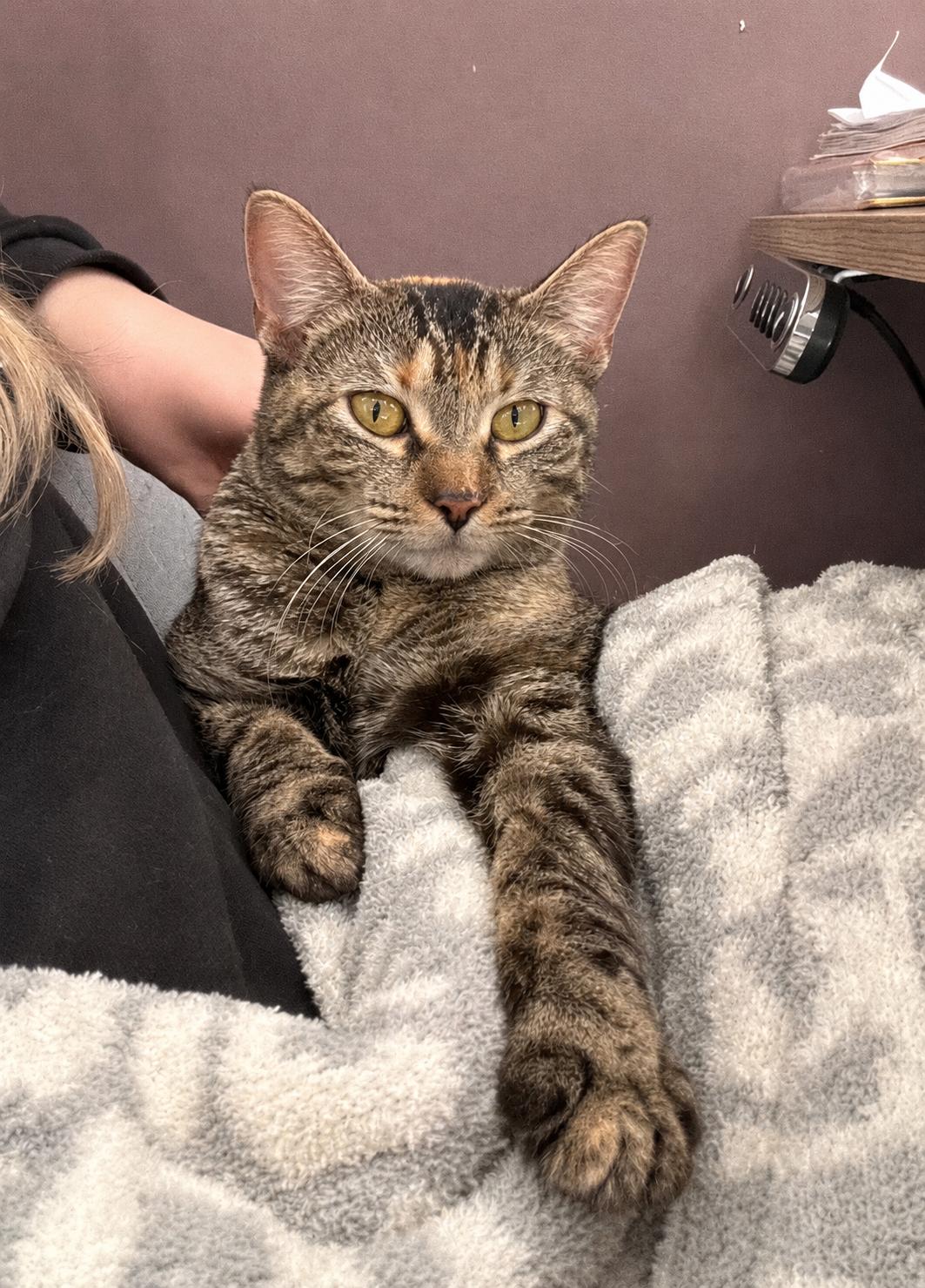 Nutmeg, a ADOPTABLE Domestic Short Hair in Farmington, MN image 3/3