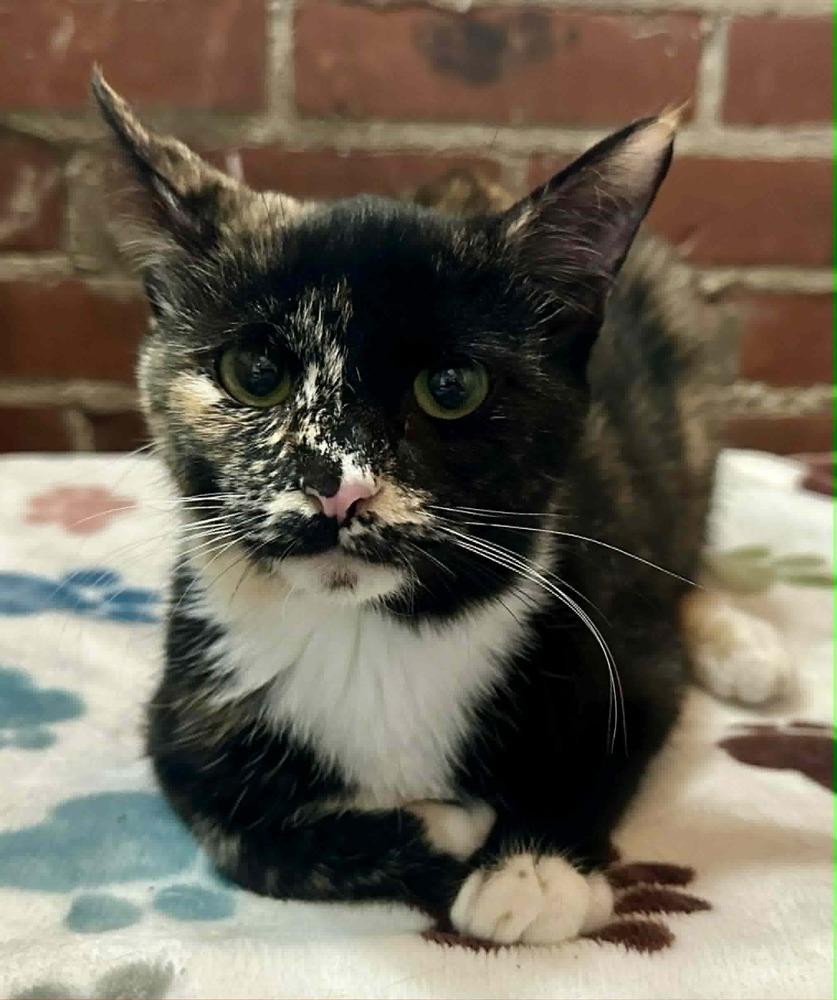 Malorie, Adoptable, Kitten Female Domestic Short Hair.