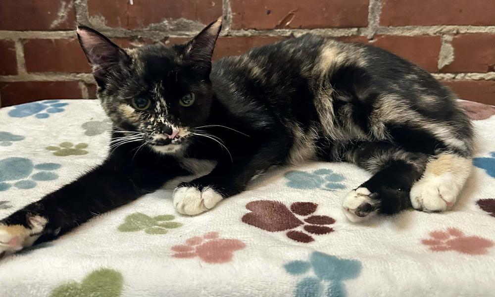 Enlarge Malorie, a Adoptable mixed breed in Groveland, MA image 2/5