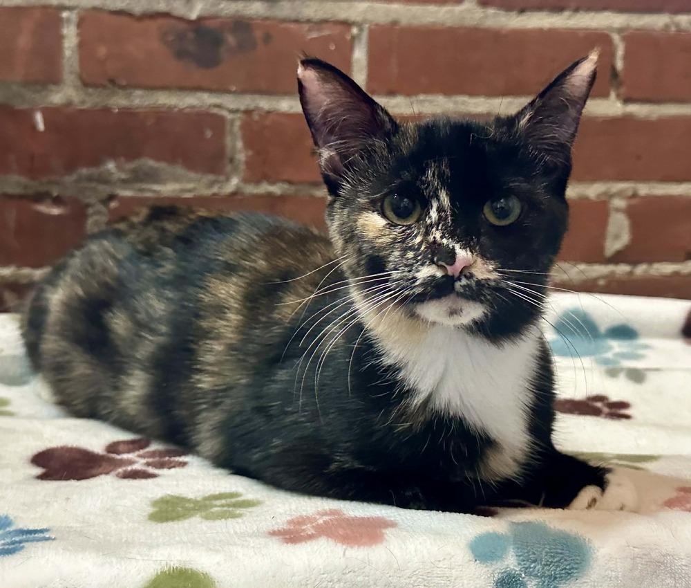 Enlarge Malorie, a Adoptable mixed breed in Groveland, MA image 3/5