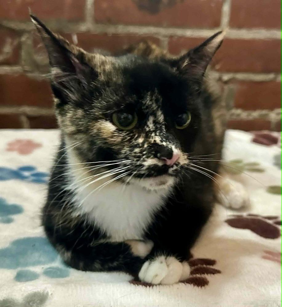 Enlarge Malorie, a Adoptable mixed breed in Groveland, MA image 4/5