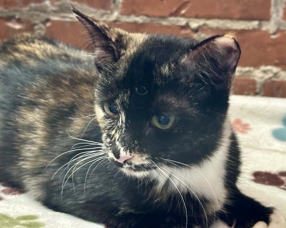 Enlarge Malorie, a Adoptable mixed breed in Groveland, MA image 5/5