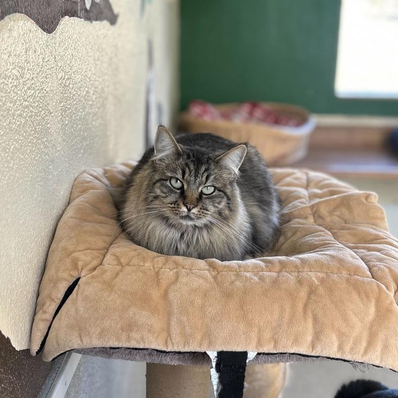Enlarge Lucy, a Adoptable mixed breed in Mountain Center, CA image 1/3