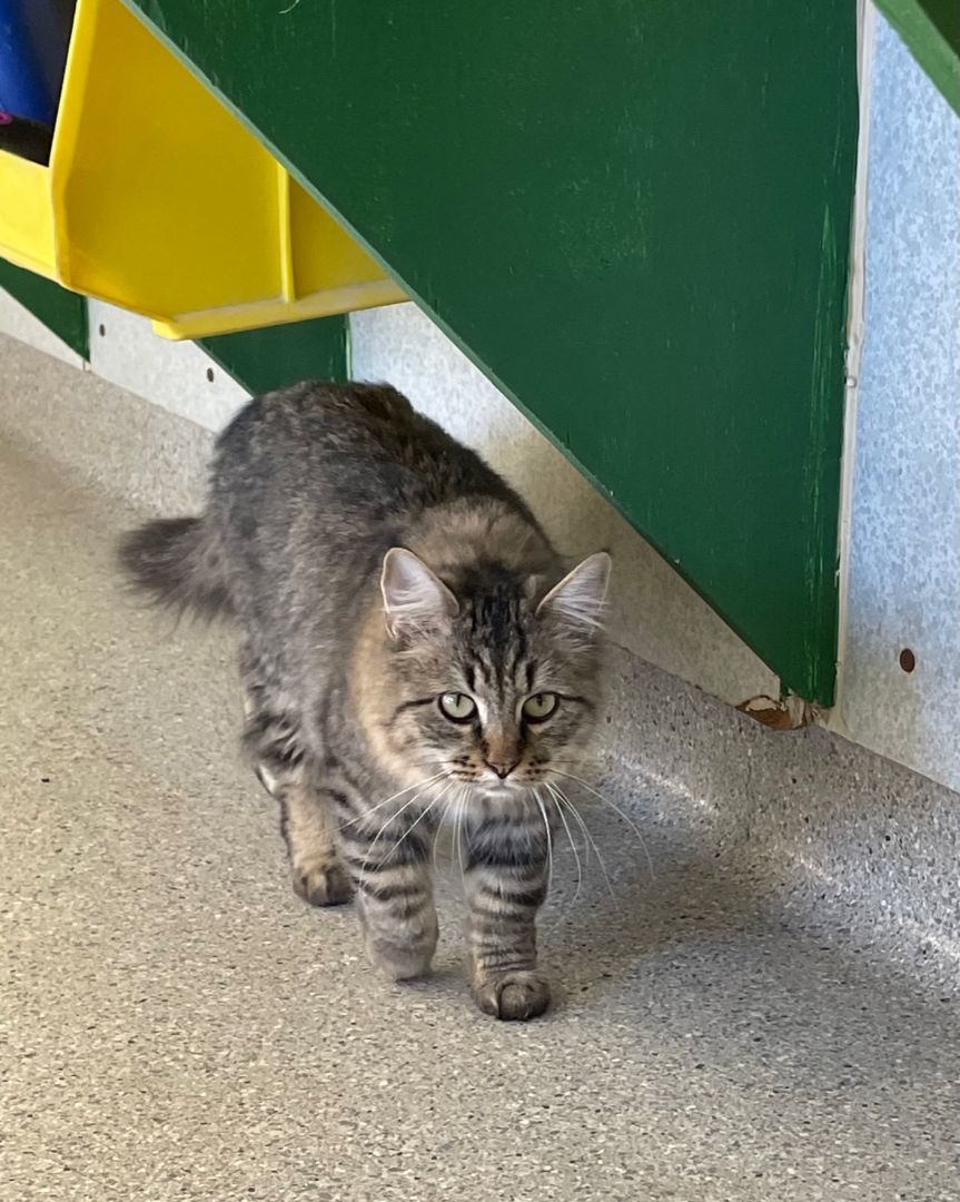 Lucy — thumbnail 3