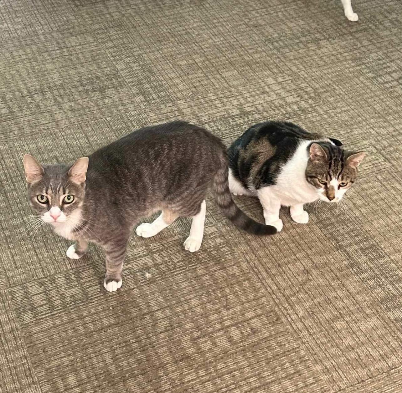 Sheldon & Peter, ADOPTABLE, Adult Male Domestic Short Hair.