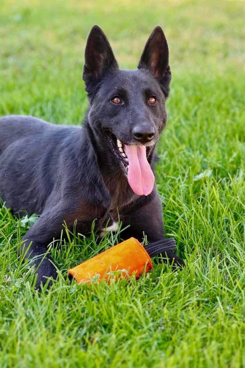 Chaka, Adoptable, Young Female Belgian Shepherd / Malinois.