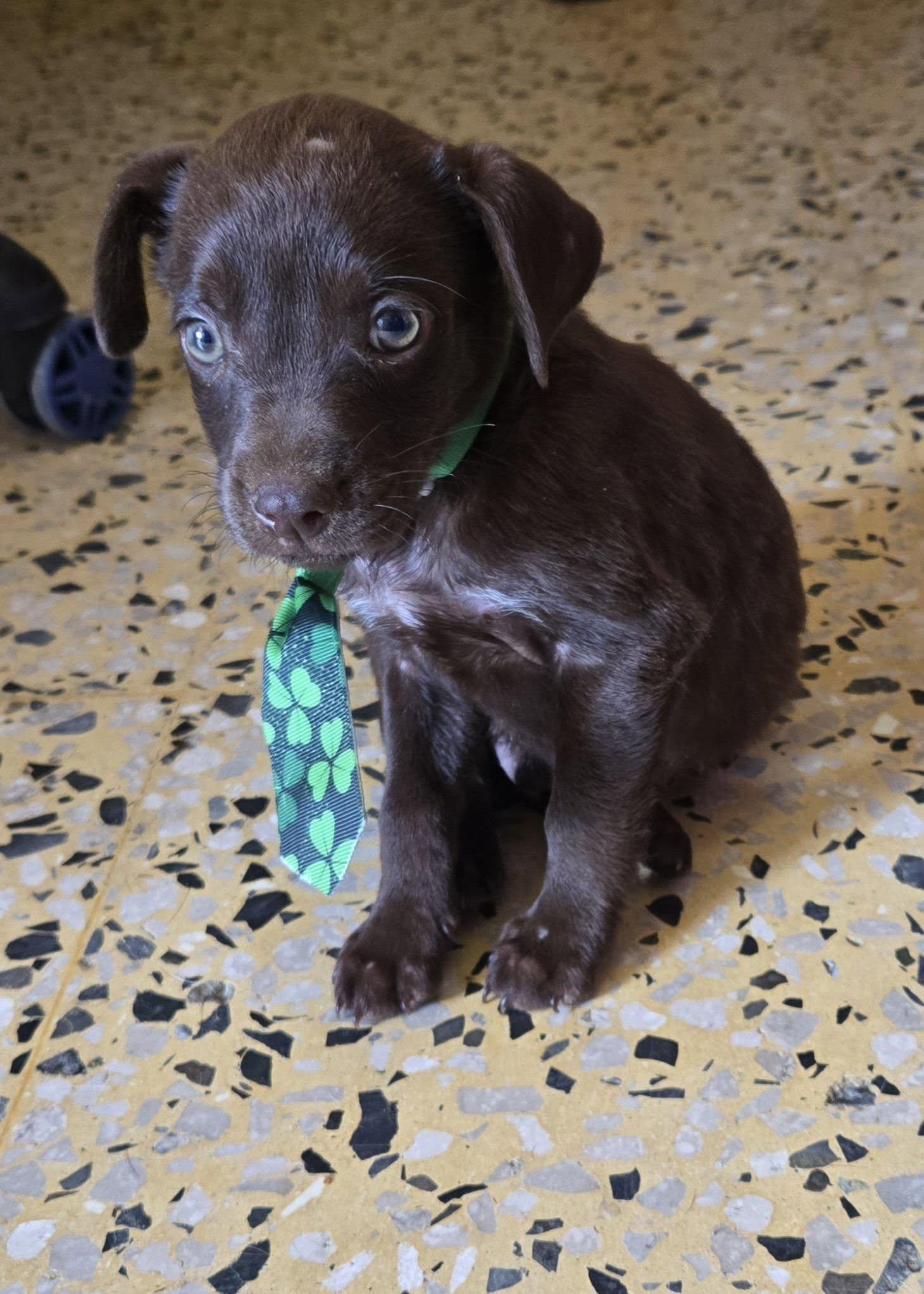 Oliver, a ADOPTABLE mixed breed in Huntington, NY image 1/3