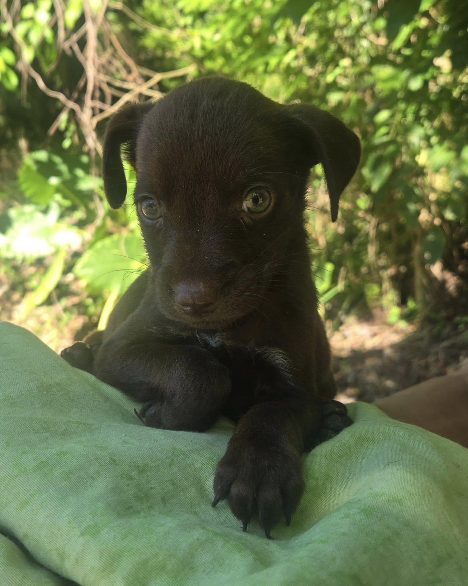 Oliver, a ADOPTABLE mixed breed in Huntington, NY image 2/3