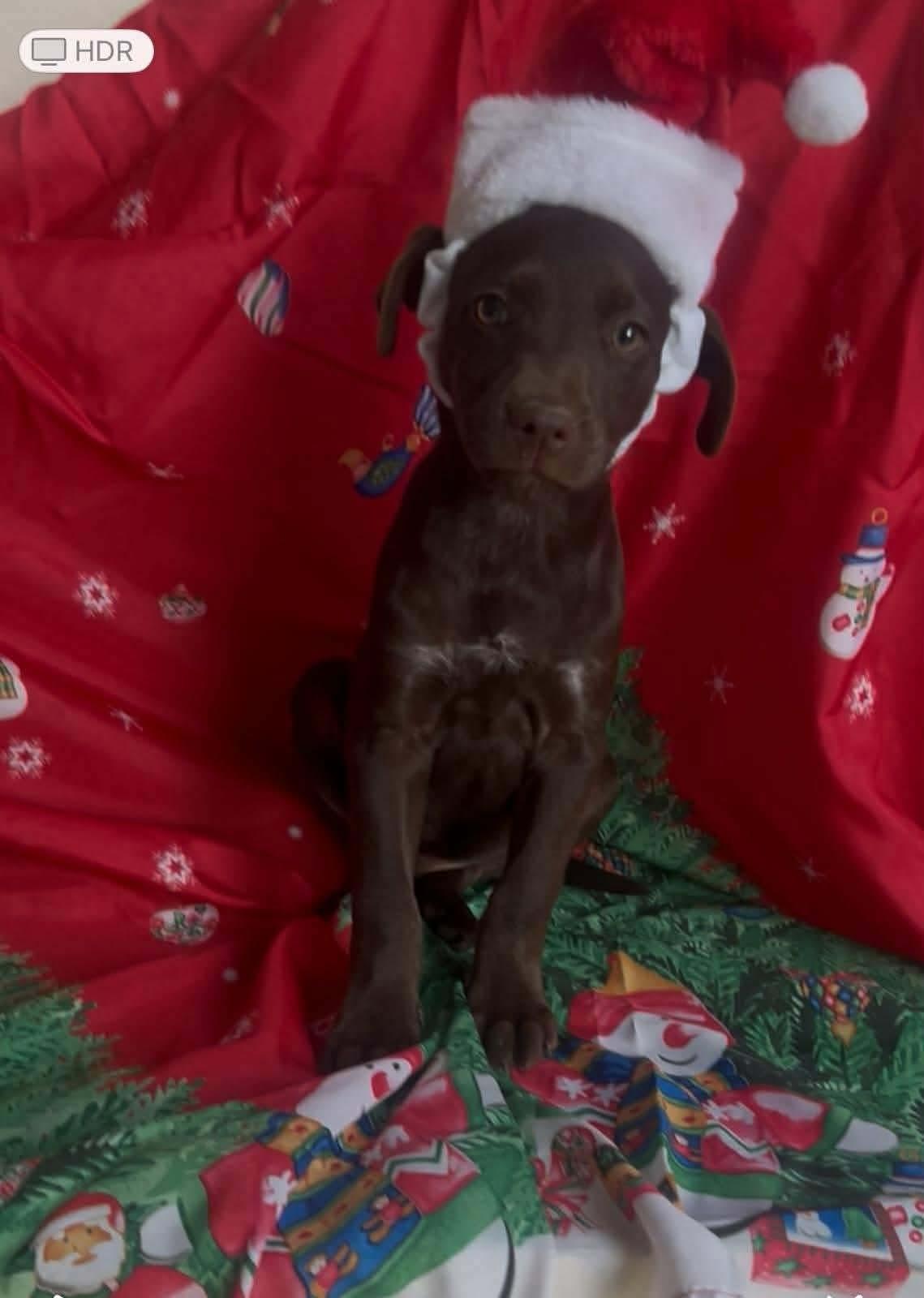 Oliver, an adopted mixed breed in Huntington, NY image 5/5