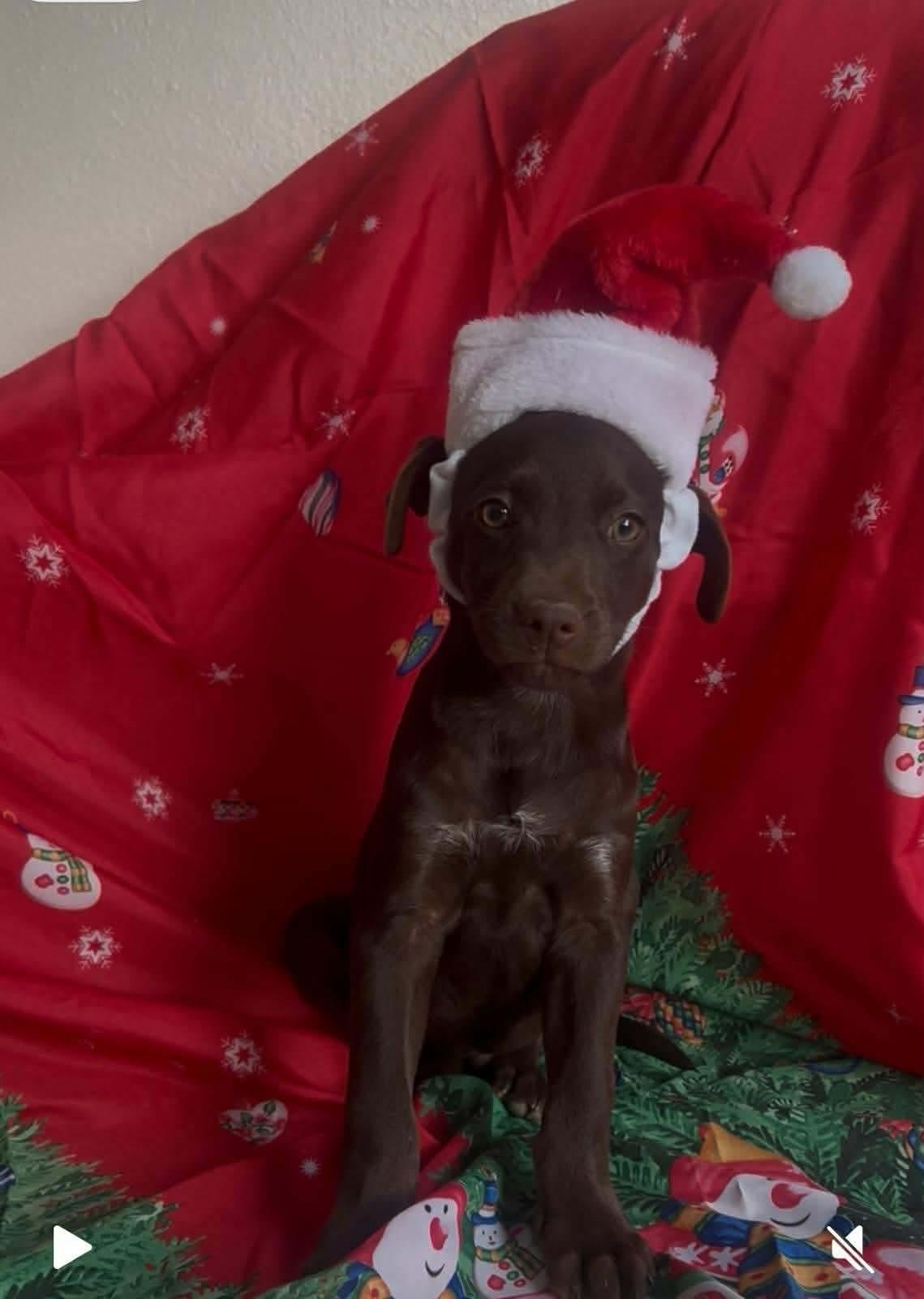 Oliver, ADOPTABLE, Puppy Male Labrador Retriever.