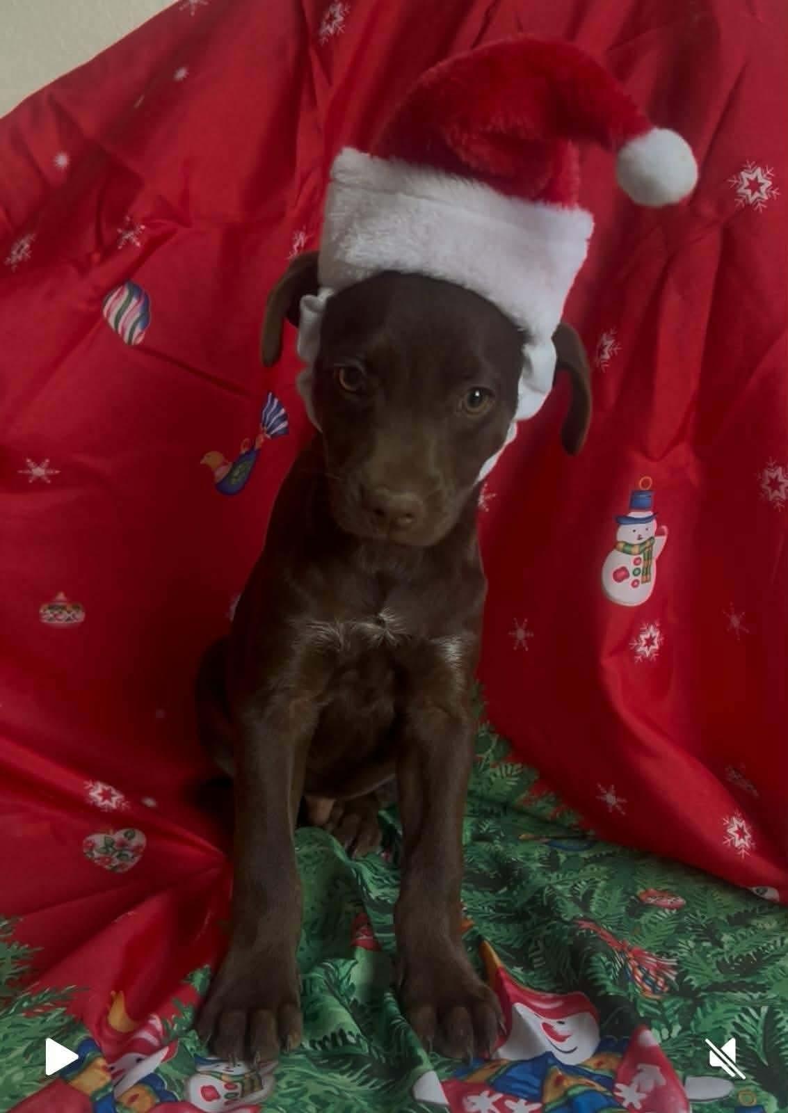 Oliver, an adopted mixed breed in Huntington, NY image 2/5