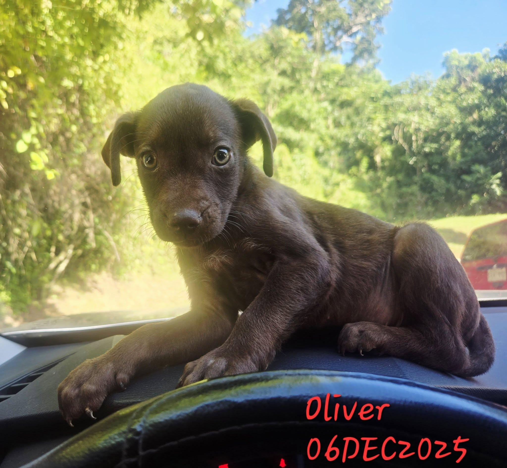 Oliver, a ADOPTABLE mixed breed in Huntington, NY image 3/3