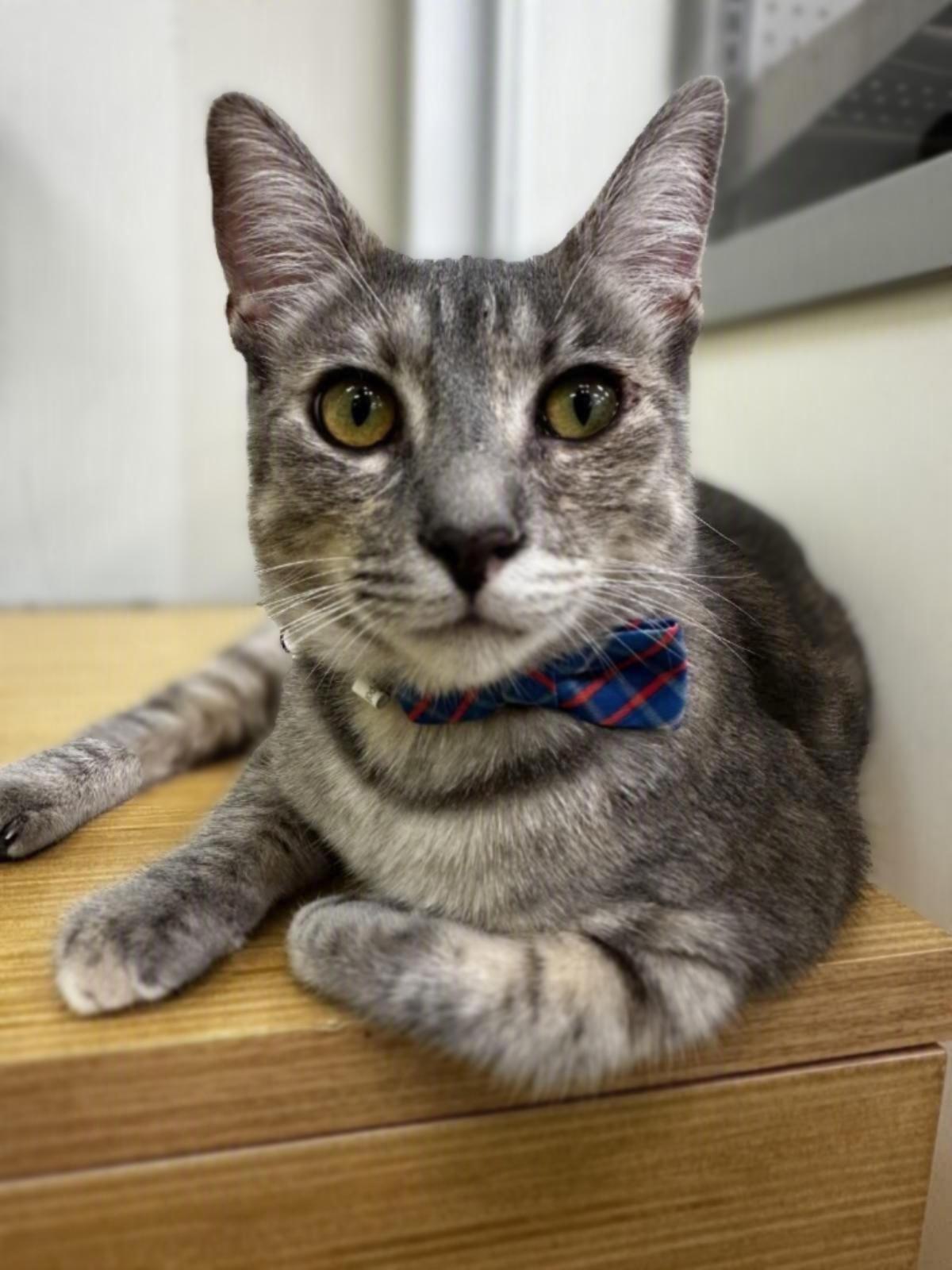 Enlarge Lena - sweet loves cats, a Adoptable mixed breed in Sunset Valley, TX image 3/6