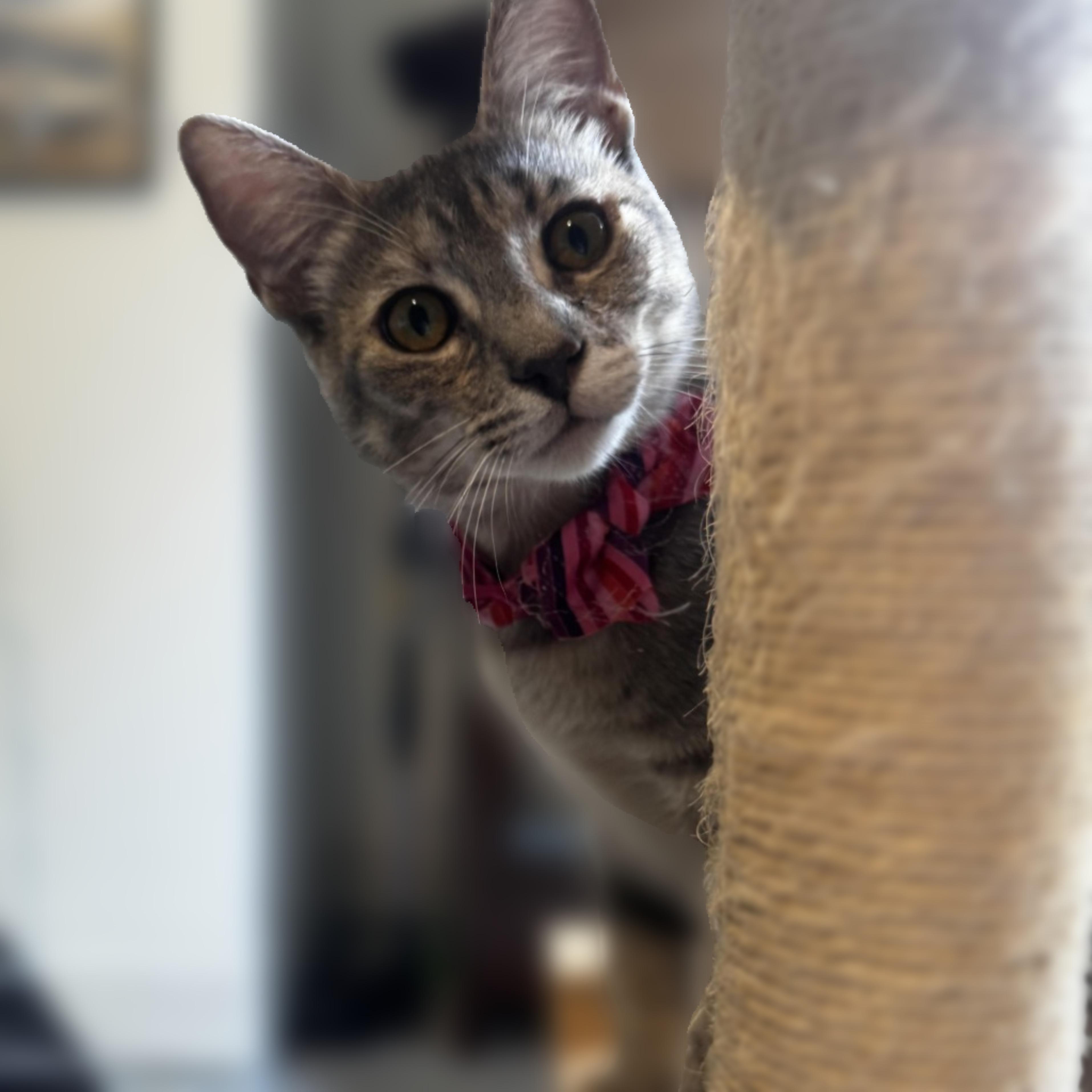 Lena - sweet loves cats, Adoptable, Kitten Female Domestic Short Hair & Russian Blue.