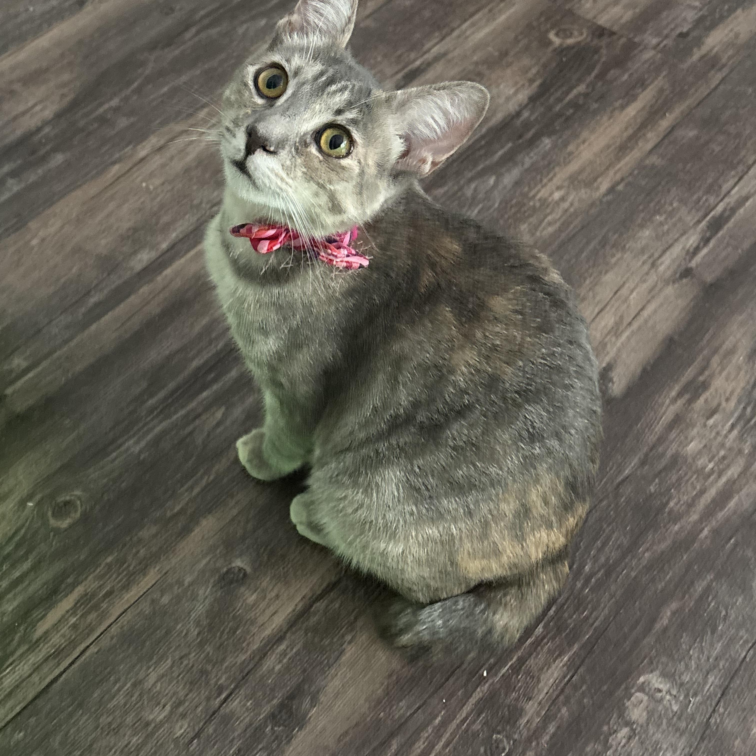 Enlarge Lena - sweet loves cats, a Adoptable mixed breed in Sunset Valley, TX image 4/6